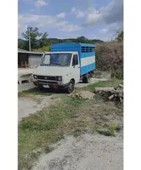 Iveco daily x animali Iveco daily x animali