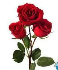 UOMO MATURO CERCA DONNA MATURA UOMO MATURO CERCA DONNA MATURA