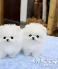 cuccioli bella Pomerania / Pomerania cuccioli bella Pomerania / Pomerania