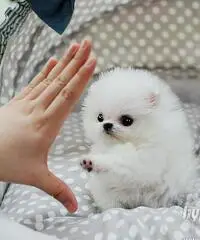 cuccioli bella Pomerania / Pomerania cuccioli bella Pomerania / Pomerania