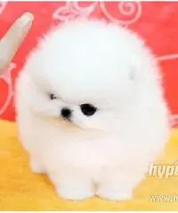 cuccioli bella Pomerania / Pomerania cuccioli bella Pomerania / Pomerania