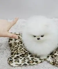 cuccioli bella Pomerania / Pomerania cuccioli bella Pomerania / Pomerania