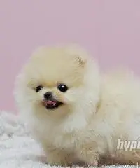cuccioli bella Pomerania / Pomerania cuccioli bella Pomerania / Pomerania