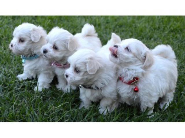 cuccioli maltese carino in vendita
