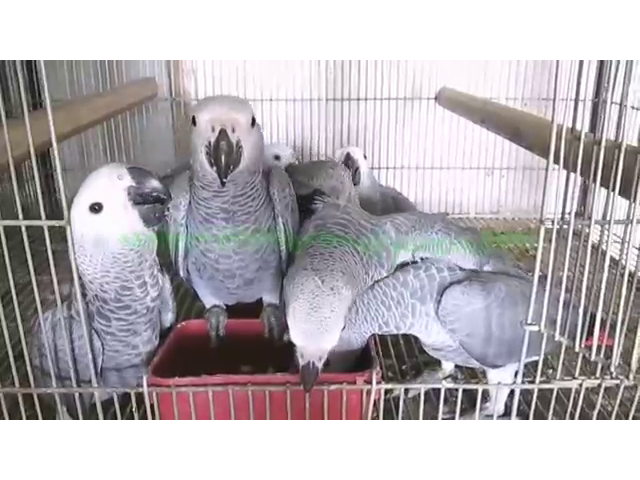 Camerun pappagalli carino in vendita