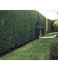 Giardiniere Giardiniere