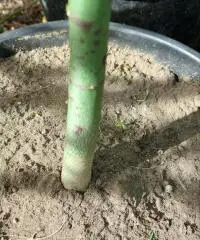 Piante papaya Piante papaya