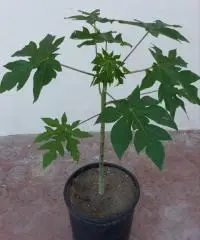 Piante papaya