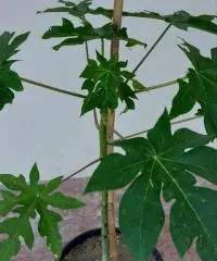 Piante papaya