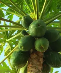 Piante papaya Piante papaya