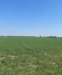 Terreno  Agricolo di 8 ha con pozzo e stalla a Sissa Trecasali Terreno  Agricolo di 8 ha con pozzo e stalla a Sissa Trecasali
