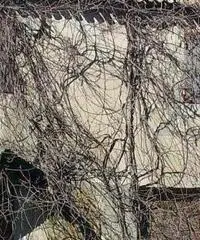 Rustico a Senigallia in provincia di Ancona 450mq Rustico a Senigallia in provincia di Ancona 450mq