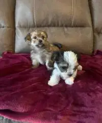 Cuccioli Morkie