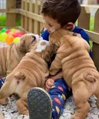 Cuccioli Bulldog inglese !!!