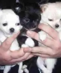 cuccioli di chihuahua