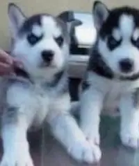 cuccioli di Siberian husky