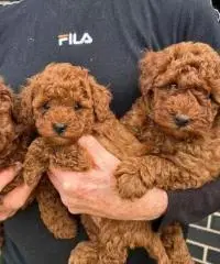 cucciolata di barboncino toy red