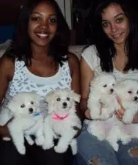 Maltesi con pedigree Enci anche pagamenti a rate