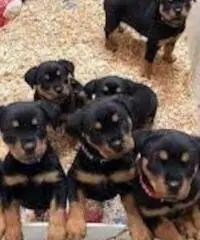 Rottweiler cuccioli con pedigree