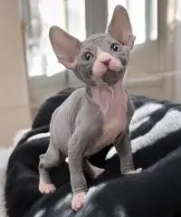 Sphynx