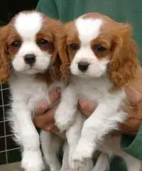 Cavalier king disponibile
