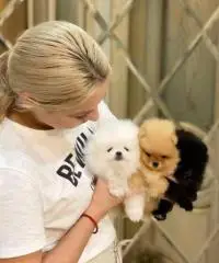 Cuccioli di spitz Pomerania mini