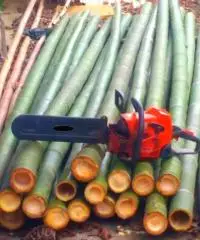 Canne di bambù bambu con diametro da 1 cm. fino a 10 cm.