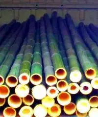 Canne di bambù bambu con diametro da 1 cm. fino a 10 cm.