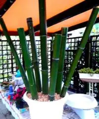 Canne di bambù bambu con diametro da 1 cm. fino a 10 cm.