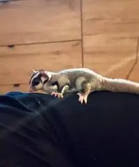 Petauri dello zucchero Petauri dello zucchero