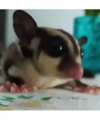 Petauri dello zucchero Petauri dello zucchero