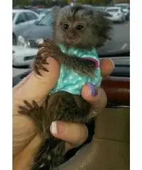Scimmie marmoset adorabile per l'adozione. Scimmie marmoset adorabile per l'adozione.