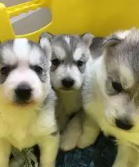 Adorable cuccioli di Siberian husky, Adorable cuccioli di Siberian husky,