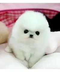 adorabile cuccioli di Pomerania