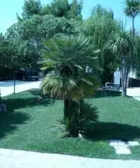 Appartamento vacanze estate in puglia Appartamento vacanze estate in puglia