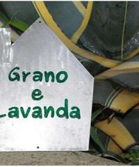 Grano  Lavanda - La tua casa vacanze a Matera