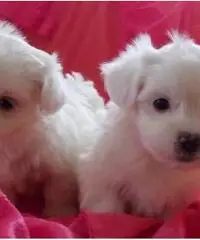 REAGLO Cuccioli di Maltese taglia piccola REAGLO Cuccioli di Maltese taglia piccola