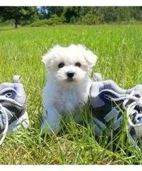 REAGLO Cuccioli di Maltese taglia piccola REAGLO Cuccioli di Maltese taglia piccola