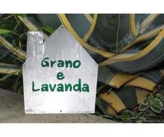 Grano  Lavanda - La tua casa vacanze a Matera