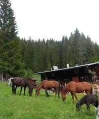 Amare la Valvisdende Amare la Valvisdende