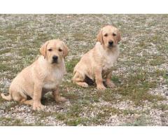 Labrador Retriever Cuccioli con pedigree