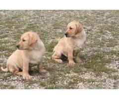 Labrador Retriever Cuccioli con pedigree