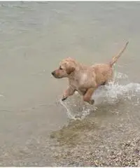 Labrador Retriever Cuccioli con pedigree