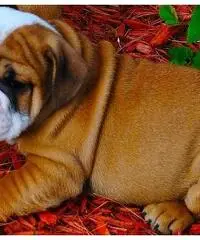 Hi, I have a full blooded legitimately pure breded  pit bull puppy and German Shepherds for sale tod Hi, I have a full blooded legitimately pure breded  pit bull puppy and German Shepherds for sale tod