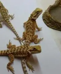 Dragho barbuto poghona victiceps