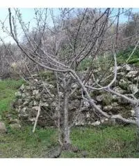 Terreno coltivato Terreno coltivato