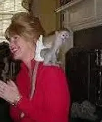 bella e adorabile scimmie cappuccino per l'adozione bella e adorabile scimmie cappuccino per l'adozione