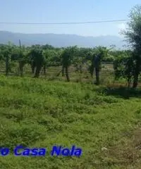 Vendita Agricolo in Via Boscofangone