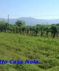 Vendita Agricolo in Via Boscofangone