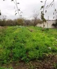 Vendita Agricolo in Strada Provinciale San Vito - Scisciano Vendita Agricolo in Strada Provinciale San Vito - Scisciano
